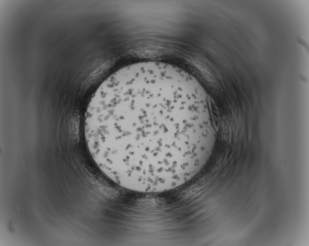 X0000096960404200802291126