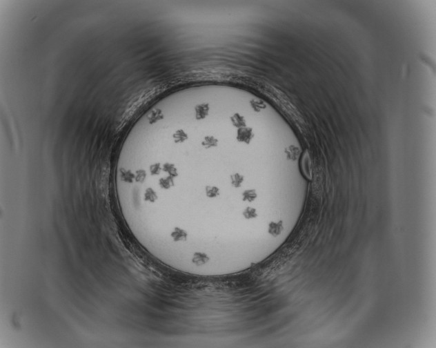 X0000096960434200802291125