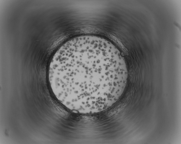 X0000096960442200802291125