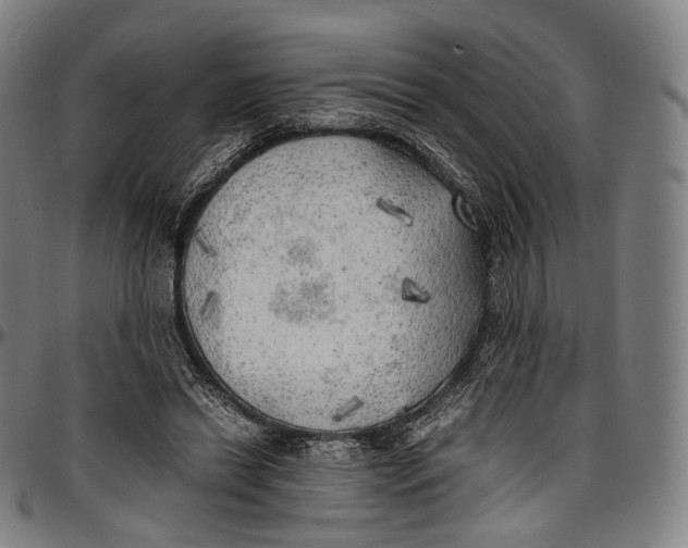 X0000096960446200802291125