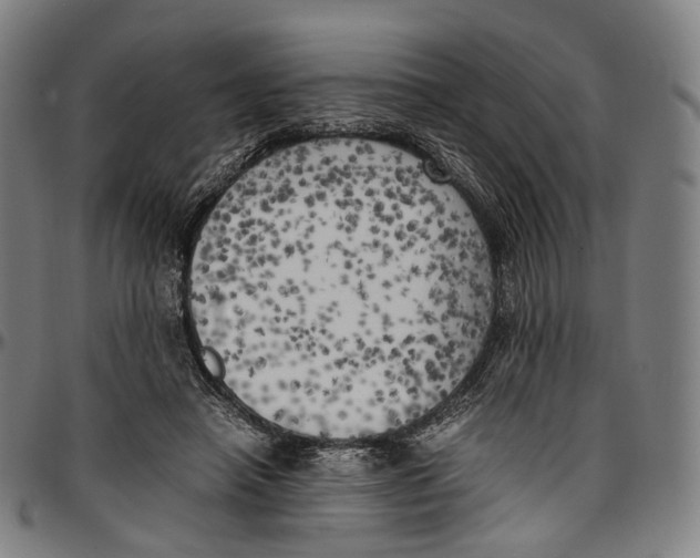 X0000096960450200802291125