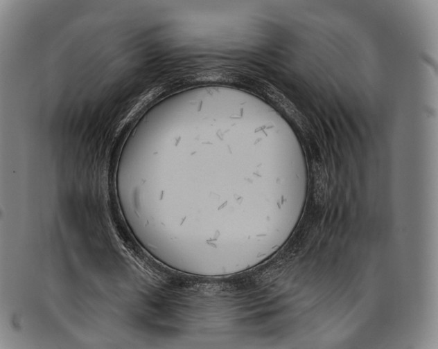 X0000096960482200802291125