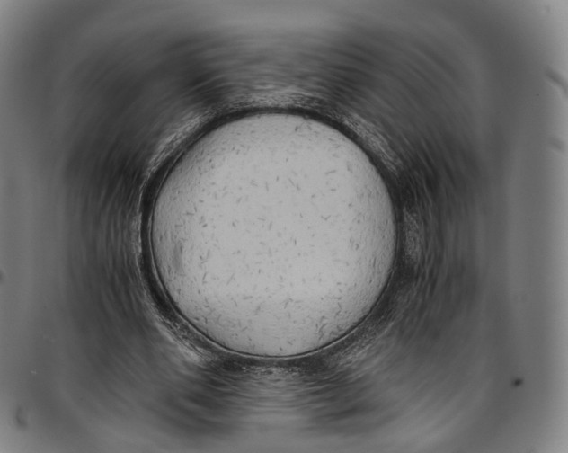 X0000096960486200802291124