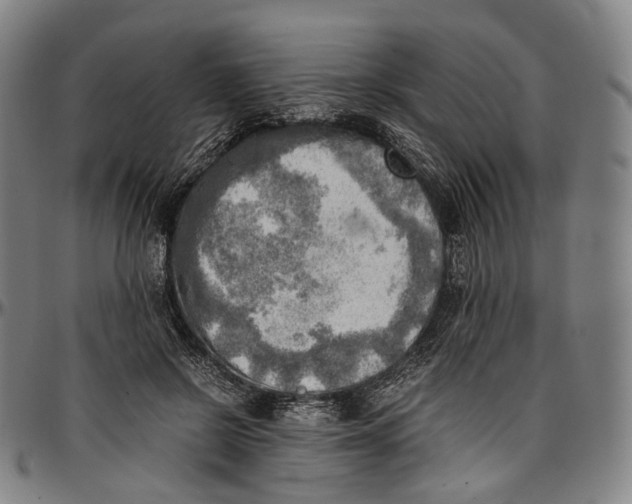 X0000096960550200802291123