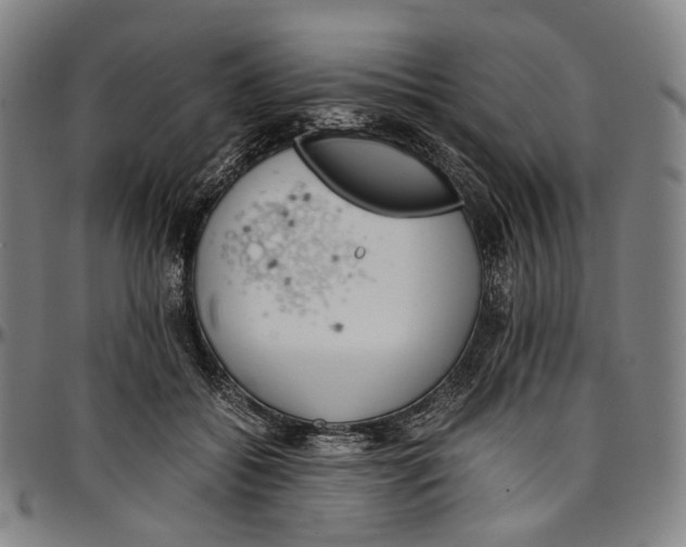 X0000096960556200802291124