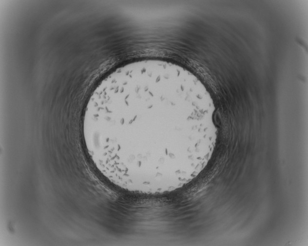 X0000096960625200802291122