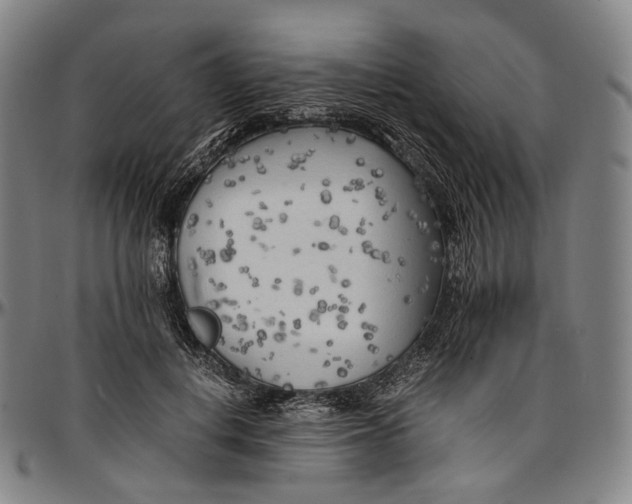 X0000096960648200802291122