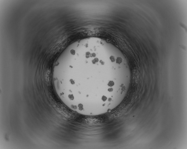 X0000096960650200802291122