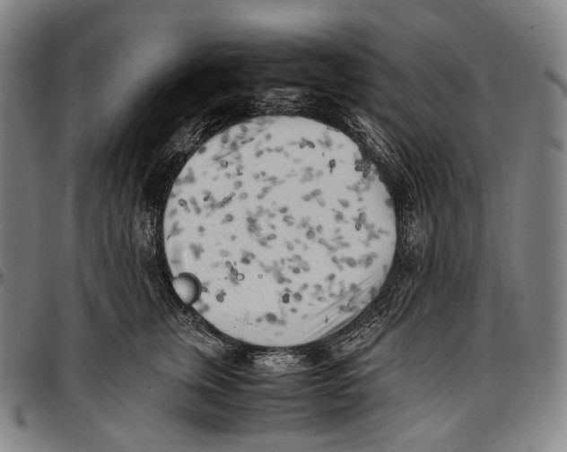 X0000096960759200802291121