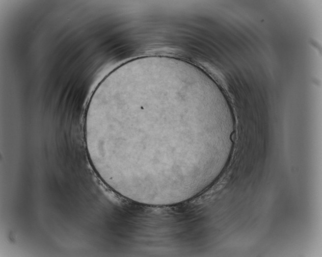 X0000096960816200802291119