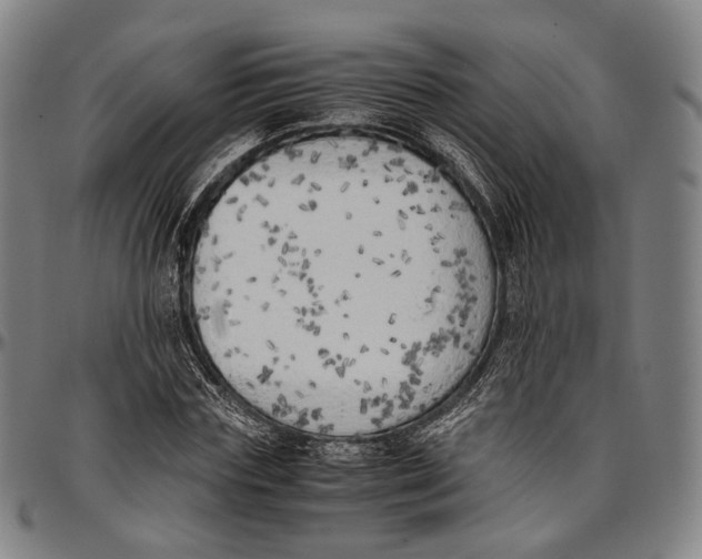 X0000096960827200802291119