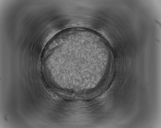 X0000096960879200802291118