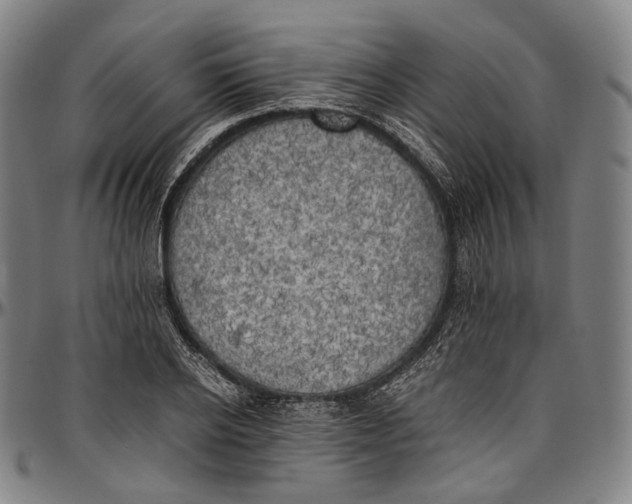 X0000096960934200802291117