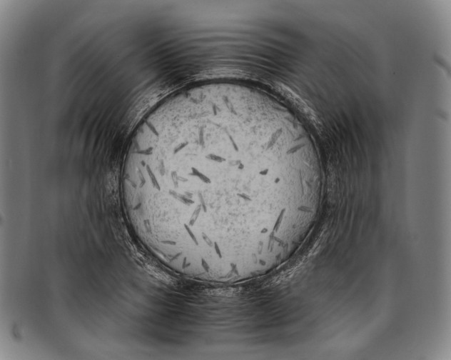 X0000096960937200802291118