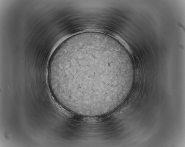 X0000096960955200802291118