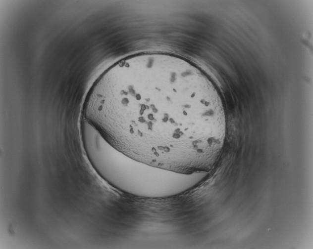 X0000096960959200802291118