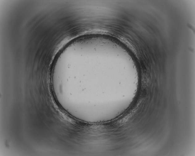 X0000096960989200802291117