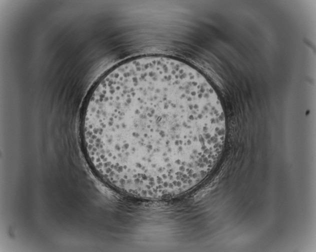 X0000096960991200802291117