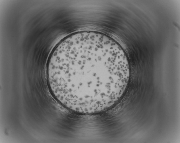 X0000096960996200802291116