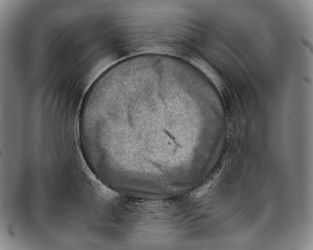 X0000096960999200802291116