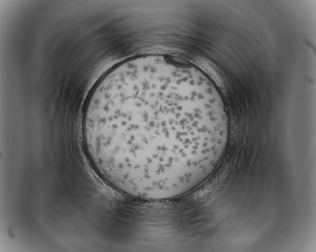 X0000096961000200802291116