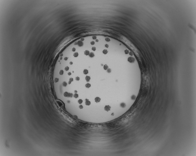 X0000096961002200802291116