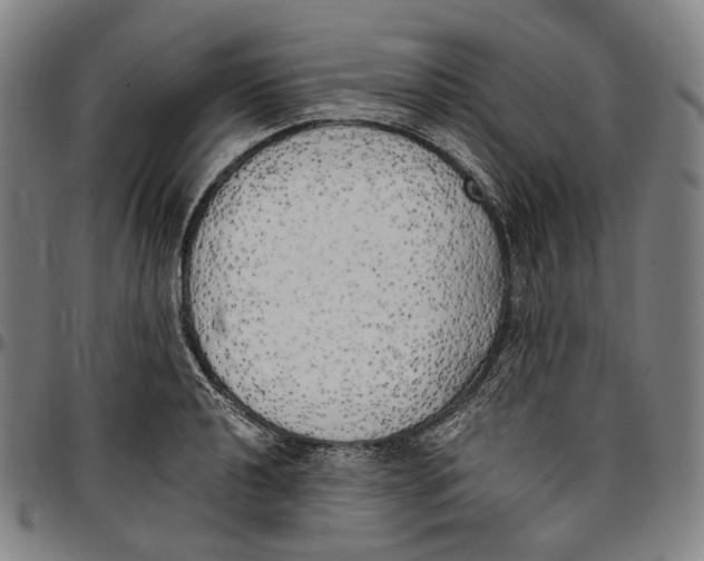 X0000096961040200802291116