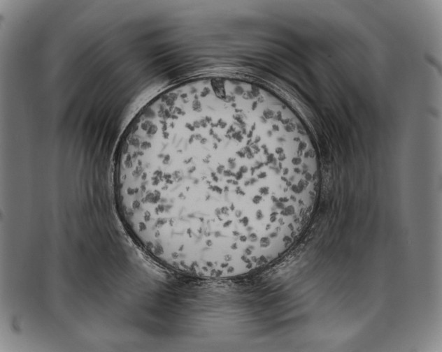 X0000096961050200802291116