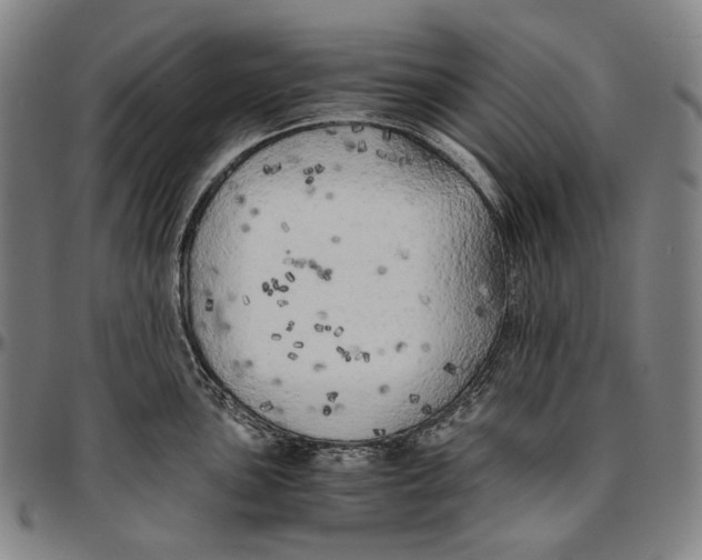 X0000096961051200802291116