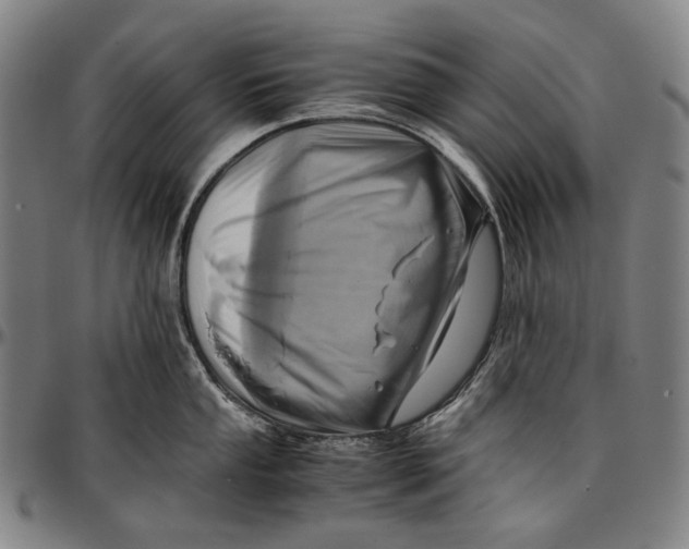 X0000096961053200802291116