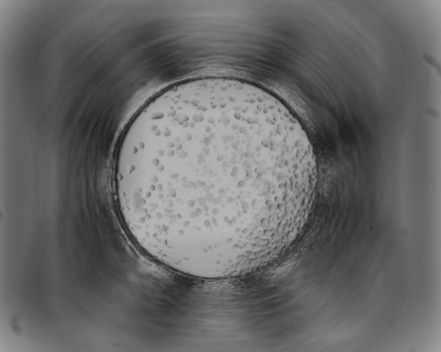 X0000096961094200802291115