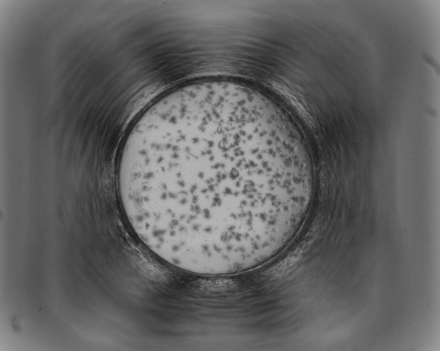 X0000096961129200802291114