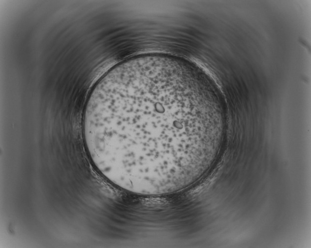 X0000096961137200802291115