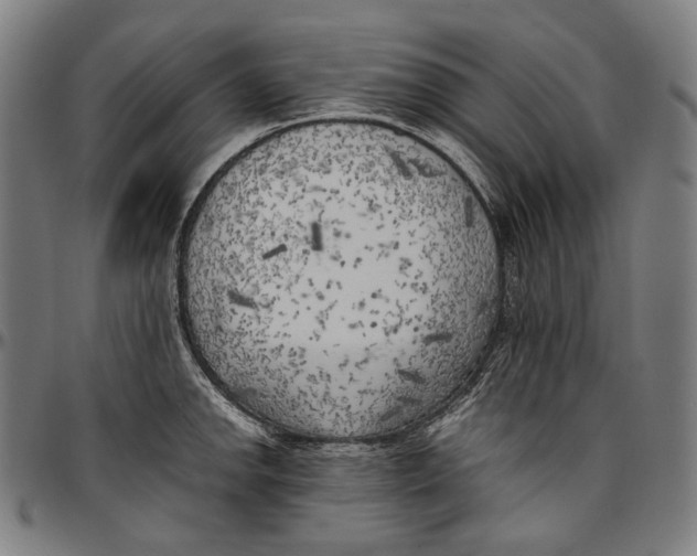 X0000096961142200802291115