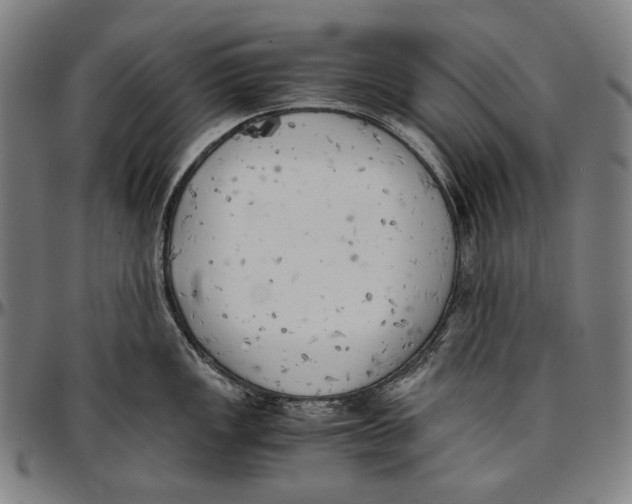 X0000096961149200802291115