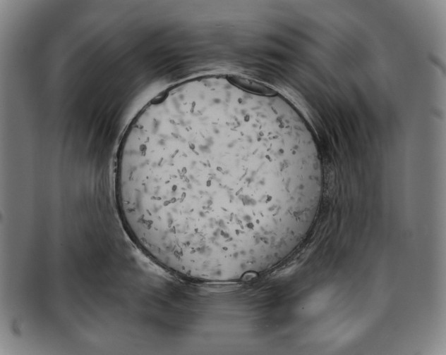 X0000096961151200802291115