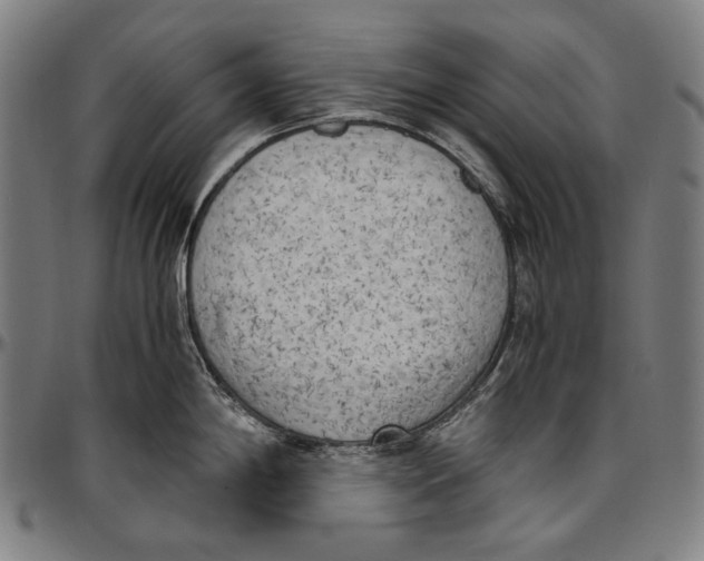 X0000096961198200802291113