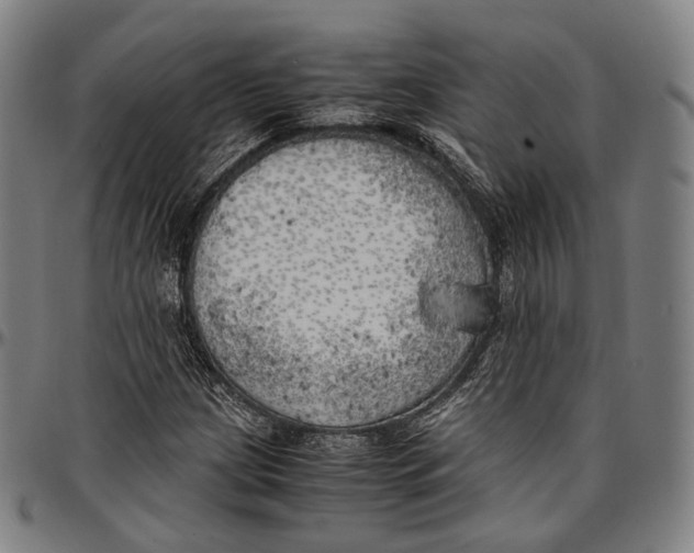 X0000096961209200802291113