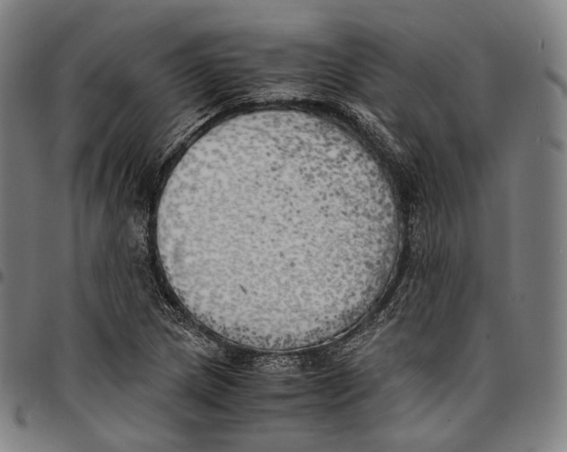 X0000096961217200802291113