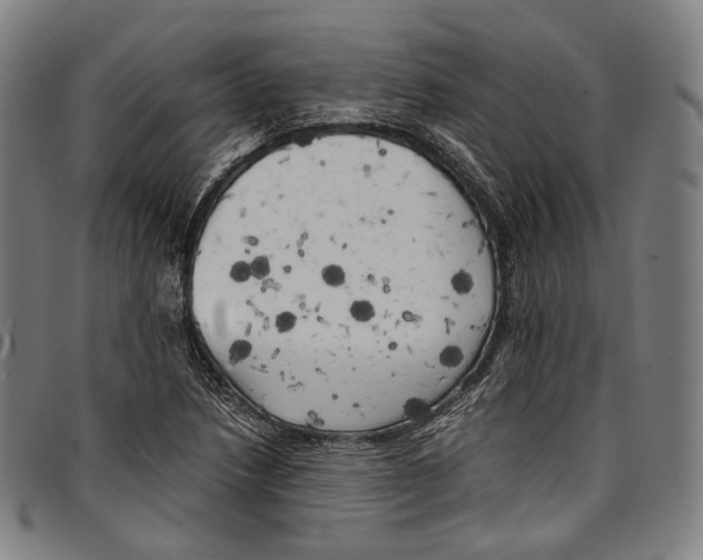 X0000096961218200802291113