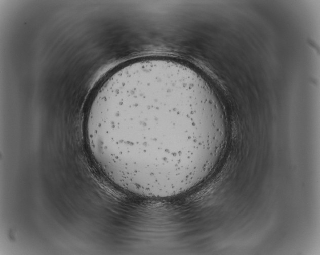 X0000096961222200802291113