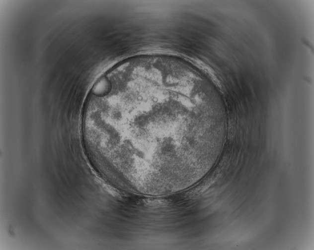 X0000096961231200802291113