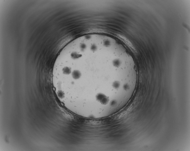 X0000096961241200802291113