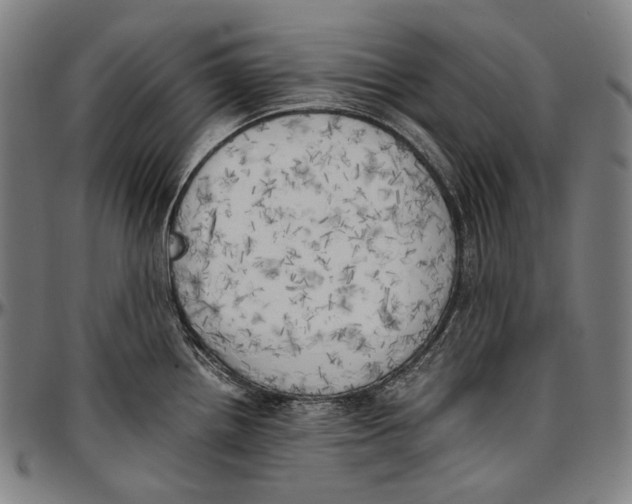 X0000096961242200802291113