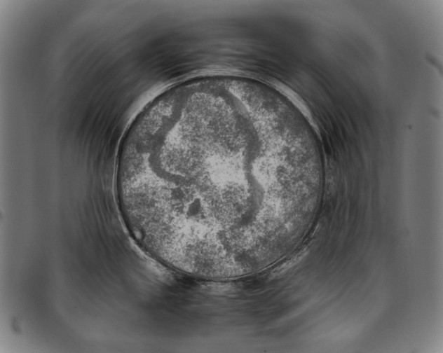 X0000096961245200802291113