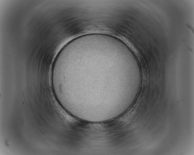 X0000096961246200802291113