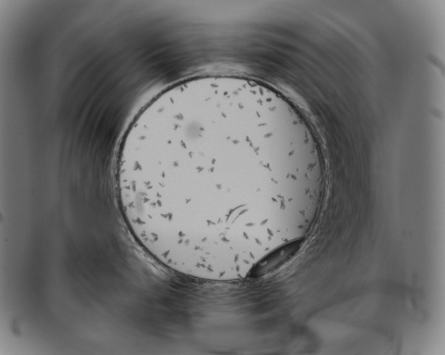 X0000096961248200802291113