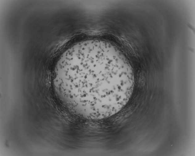 X0000096961301200802291111