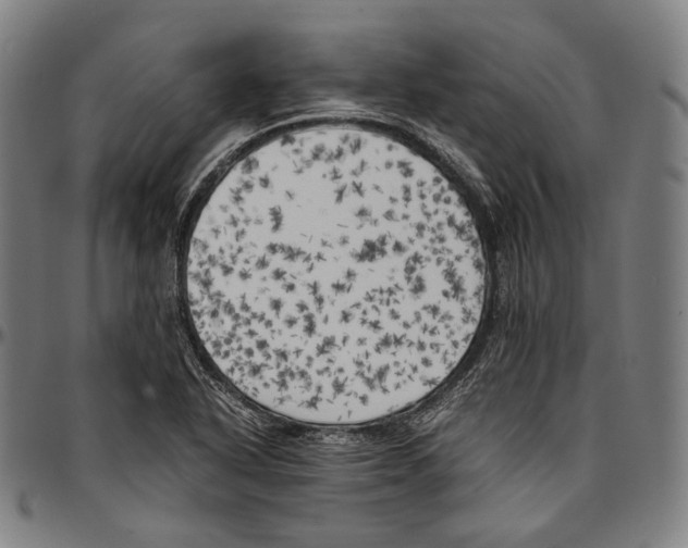 X0000096961318200802291111