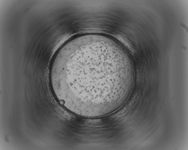 X0000096961325200802291111